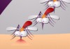  Mosquito